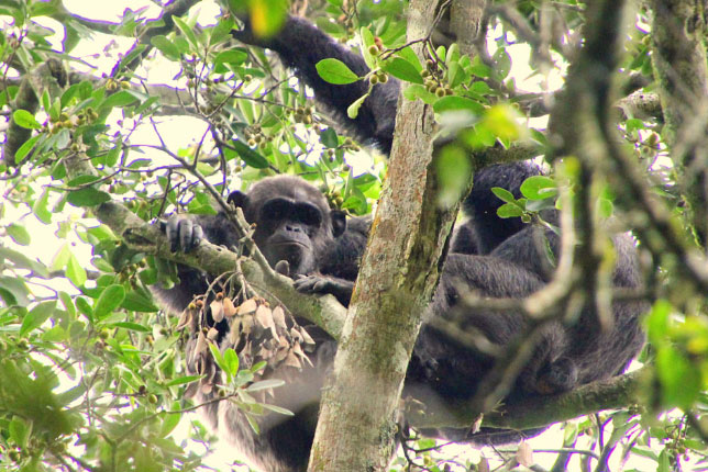 ASILIA AFRICA – RUBONDO ISLAND CHIMPANZEE HABITUATION EXPERIENCE